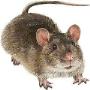 Exterminio de ratas