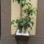Plantas para oficinas u hogar