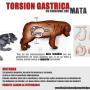 Torsion Gastrica