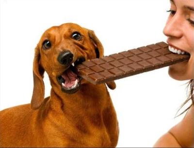 Chocolate-en-caninos