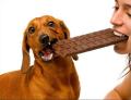 Intoxicación por chocolate en caninos