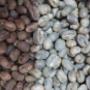 Café verde para Tostar, Calidad Europea