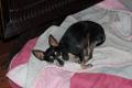 Queremos interactuar con usted y su mascota