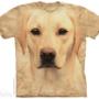 Labrador
