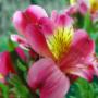 Alstroemeria