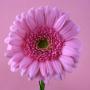 Gerbera