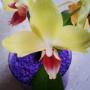 Orquídea Phaleanopsis