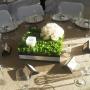 BODA CAMPESTRE