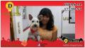 Estetica Canina