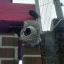 cámaras de seguridad y cerca electrificada