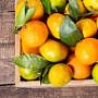 Inocuidad Alimentaria