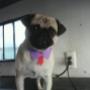 Pug
