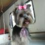 Yorkie