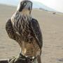 Halcones usados