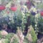 Vivero el Roble 3
