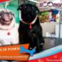 ESTETICA CANINA