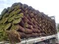 Instalacion de pasto en rollo natural