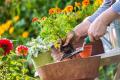 Siembra de plantas de ornato
