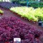 Subido por visitante en 11/01/2016 - Plantas varias