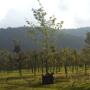 Subido por visitante en 11/01/2016 - Sicomoro