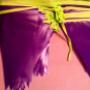banderines morados