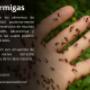 HORMIGAS