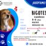 Adopcion responsable-bigotes