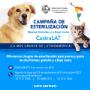 Esterilizaciones perros y gatos