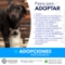 protectora-nacional-de-animales-pasos-para-adoptar-perro-gato