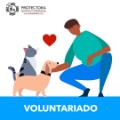 Voluntariado