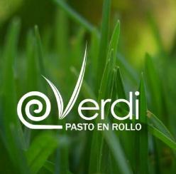 Verdi Pasto en Rollo