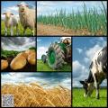 Asesoría a empresas agropecuarias en proyectos de inversión y adquisición de activos