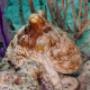 pulpo