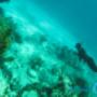 Reef Freediving