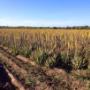 Plantas de Aloe en Campo  Chihuahuita - AEP