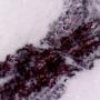 MACRO DE TRAZO