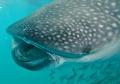 Swimming with Whale Sharks