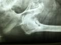 Necesita una radiografia Urgente