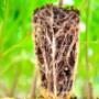 Plantula