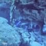cenote dos ojos