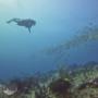 reef dive
