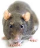 ratones