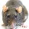 ratones