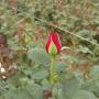Subido por visitante en 06/04/2017