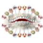 Odontologia Neurofocal