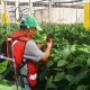 Cultivo protegido Sinaloa
