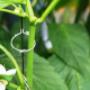 Entutorado de tomates en Culiacán