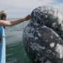 Subido por visitante en 13/04/2017 - Avistamiento de ballenas