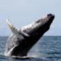 Subido por visitante en 13/04/2017 - Avistamiento de ballenas