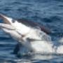 Subido por visitante en 13/04/2017 - Pesca deportiva San Lucas